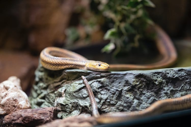 Top 5 Snake Enclosures: Ultimate Housing Guide for Your Pet Snake